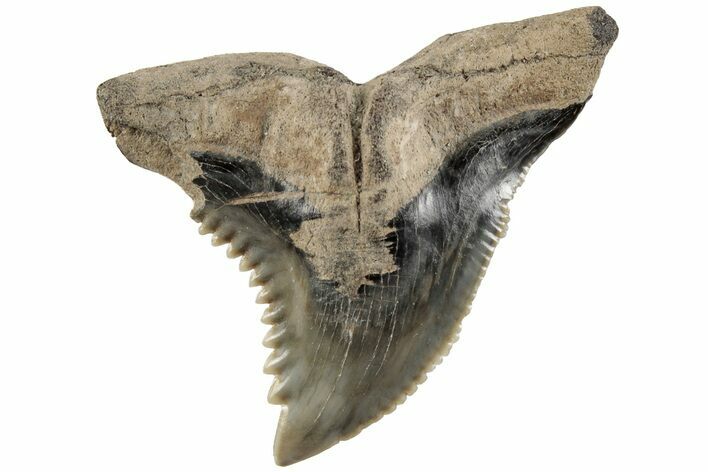 Serrated, 1.3" Fossil Shark (Hemipristis) Tooth - South Carolina